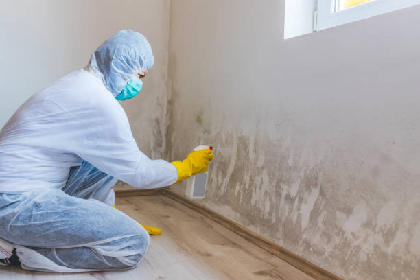 Licensed Basement Mold Remediation service in Boxford, MA - WQB Mold Removal