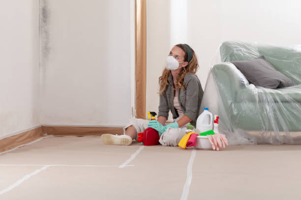 Reliable Basement Mold Remediation contractor in Boxford, MA by WQB Mold Removal